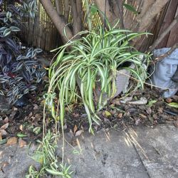 Large spider plant