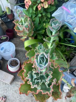 plant