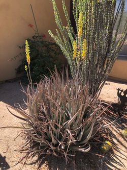 FREE - Beautiful Low Maintenance Aloe Plants - FREE