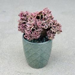 Succulents plants 🪴 