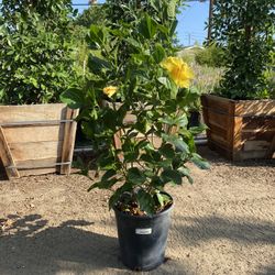 Hibiscus Bush