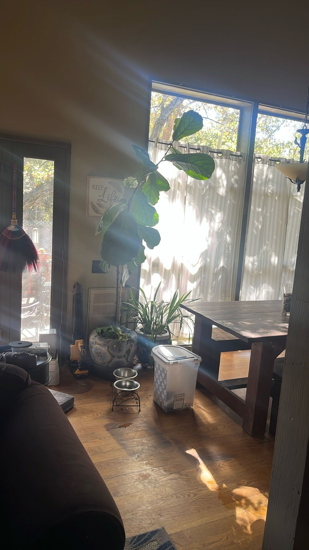 Plants. A 10ft Tall Fig In Ornamental Plant With Money Plant As Ground Cover. Second Plant Cymbi, Orchid In Ornamental Pot; Flowers Heavy Every Season