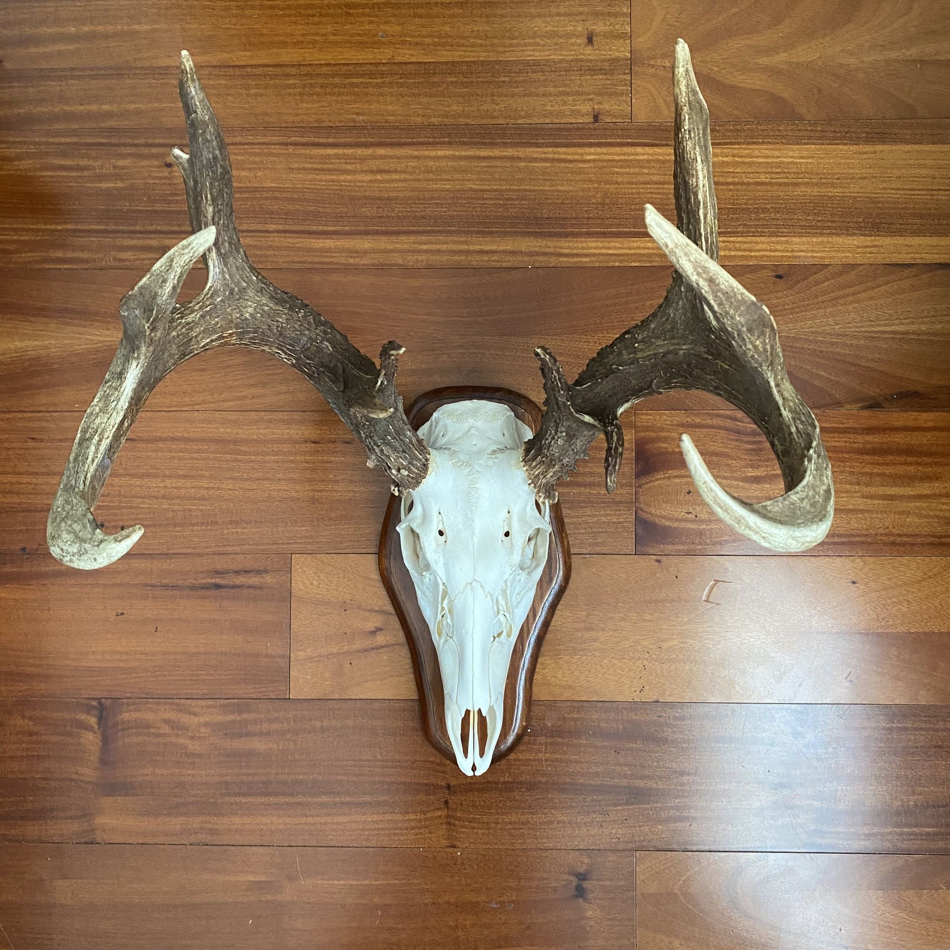 Wall decor Deer skull