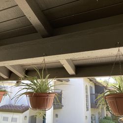 Set of three hanging planters with healthy spider plants.