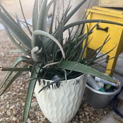 Aloe Vera Plant - Pot Included