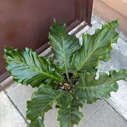 10” anthurium plowmanii