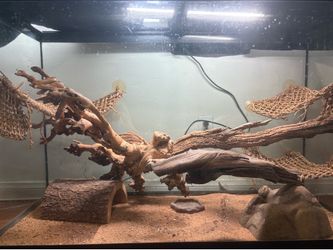 120 gallon terrarium bearded dragon setup