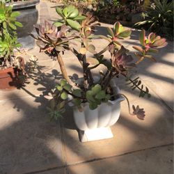 Succulent Arrangement