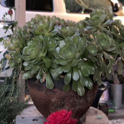 Succulent  In A Big Pot