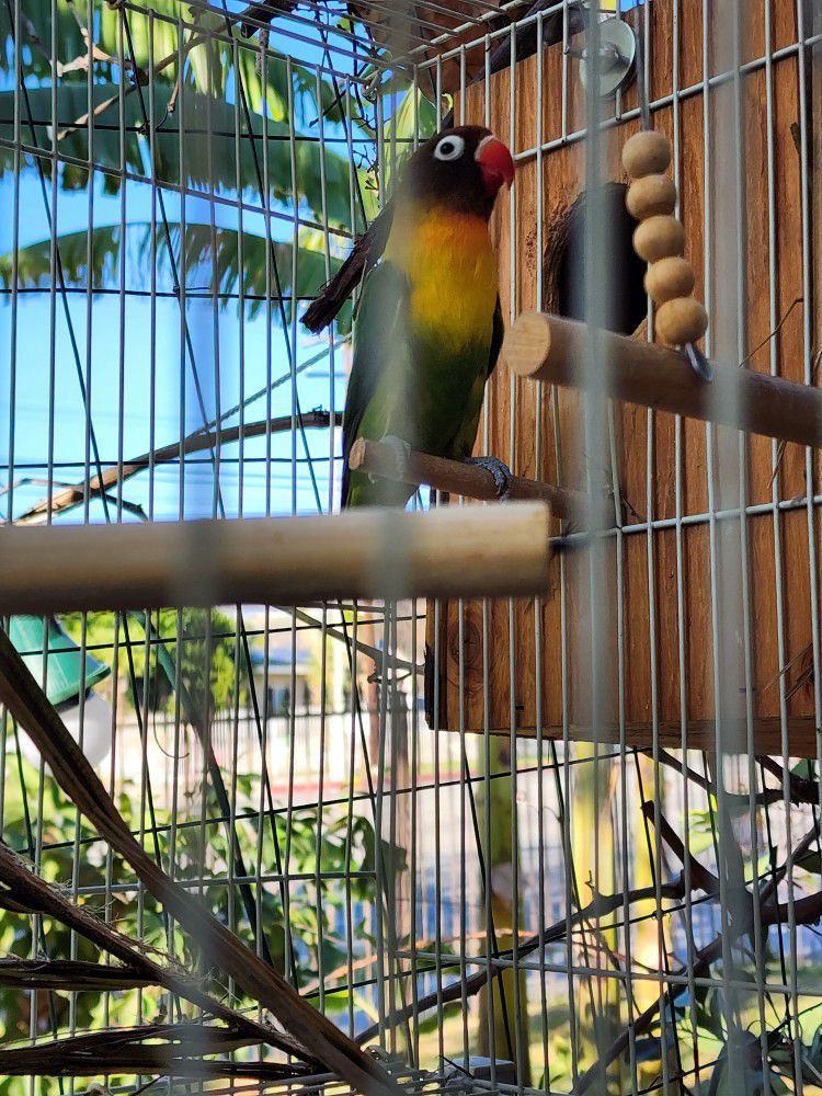 Love Bird Cage.