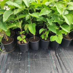 Texas White Olive 1gallon 3ft 