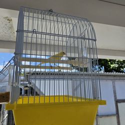 Bird Cage Canario Jaula 