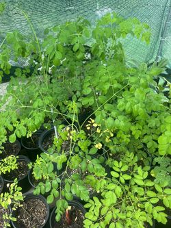 Moringa Trees