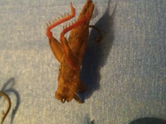 Collectable fishing lure