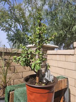 Dwarf Jade Succulents. Some Wired For Future Bonsai. 