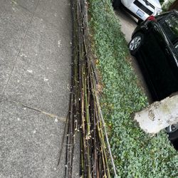 Free Black Bamboo Culms