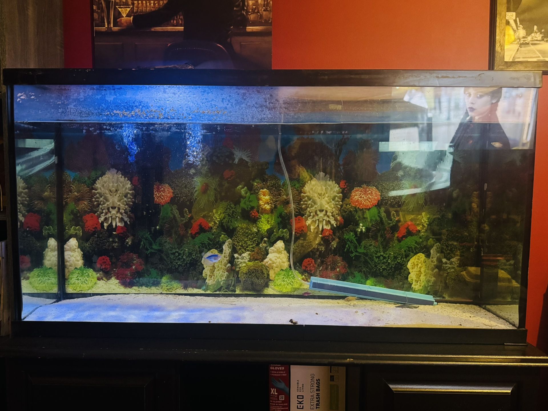 55 Gallon Aquarium