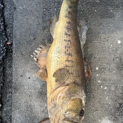 Stuffed Fish Man, Cave Decor, Classic Hunting Lodge Motif