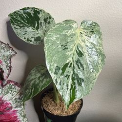 Super Rare! Monstera Vieticosa