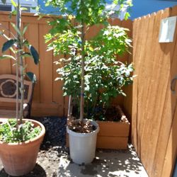 Autum Blaze Tree For Sale