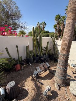 Cactus Plants