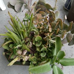 Unusual Plant Arrangement