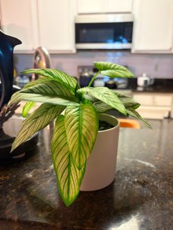 Potted Philodendron Houseplant faux