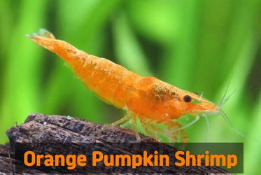 Orange Pumpkin Shrimp | Blue Dream Shrimp | Red Cherry Shrimp