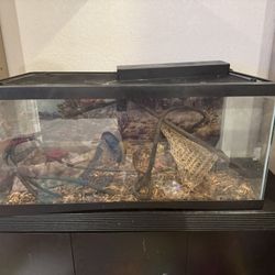 Lizard Tank