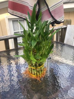 Lucky bamboo plant