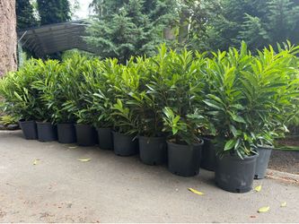 Nice big Schipka Laurel privacy bushes —