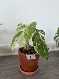 Albo Monstera plant