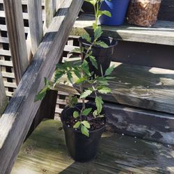 Tomato Bush 