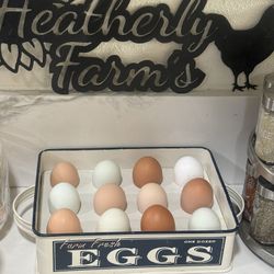 Hatching Eggs Amazing Layers