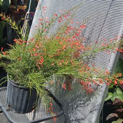 Firecracker Plants In 3gallons Pot Live Plants 