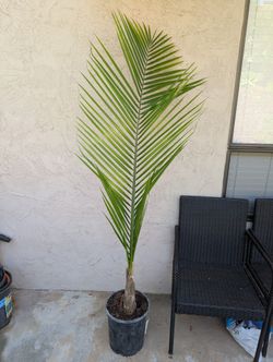Healthy Potted Palm Tree (~7–8 ft Tall)