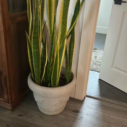 Big Size Snake Plant With Vase - Healthy And Live 