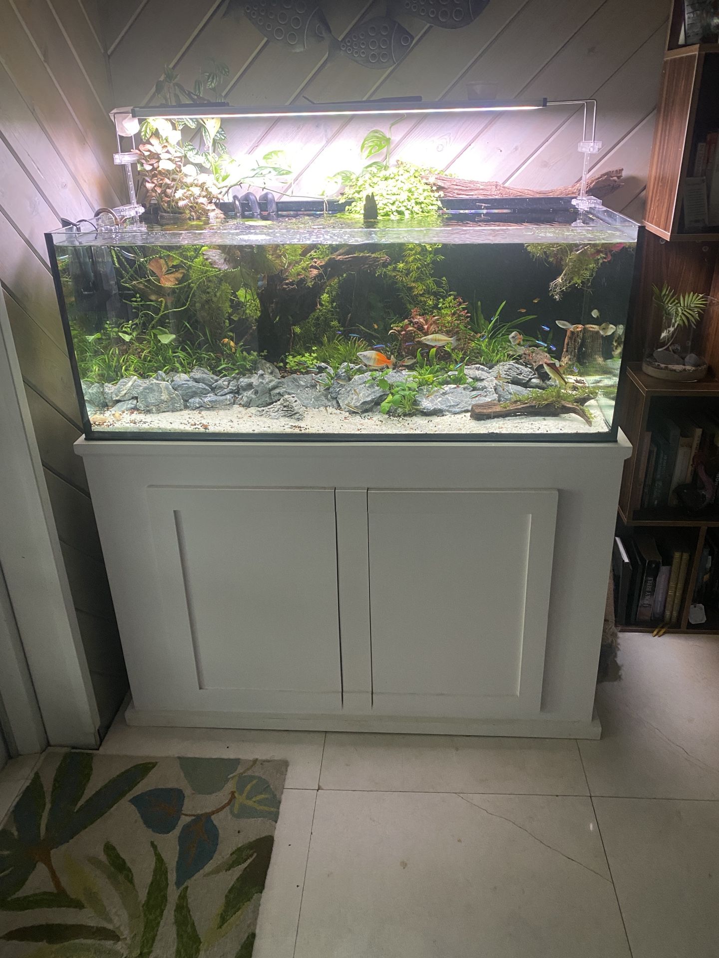 65 Gallon Rimless Fish Tank Aquarium Has black background (window Film can be easily removed).