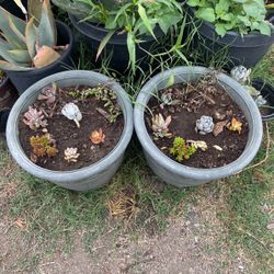 Succulents Arrangement