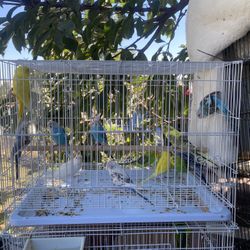 Cage