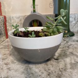 Succulents