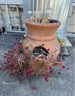 Old garden pot with plants  (roughly 14 in tall)