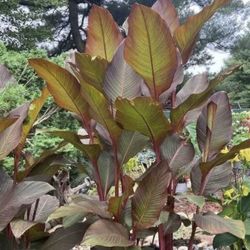 Canna Plants