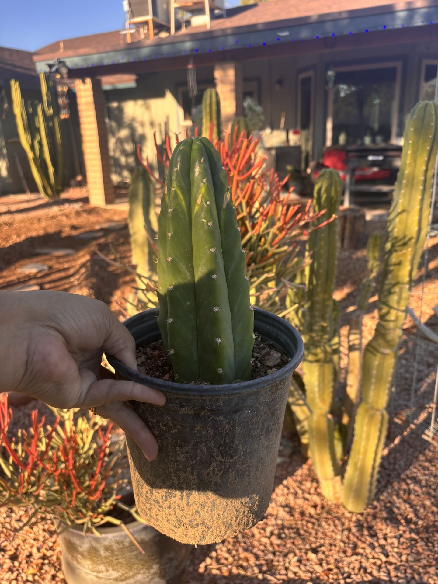 San Pedro Cactus Live Plant Trichocereus Pachanoi Echinopsis