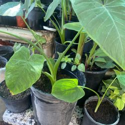 Plantas de Oreja De Elefante 