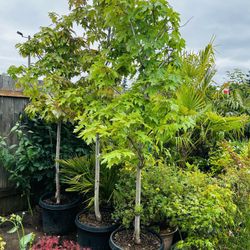 Beautiful Landscaping Trees 