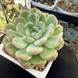 Echeveria Succulent 