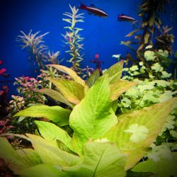 Hygrophila Corymbosa 'Compacta' Freshwater Live Aquarium Plant