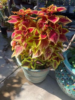 Planta de coleus