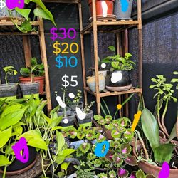 Plants From $5 To $30 Open To Negotiate 